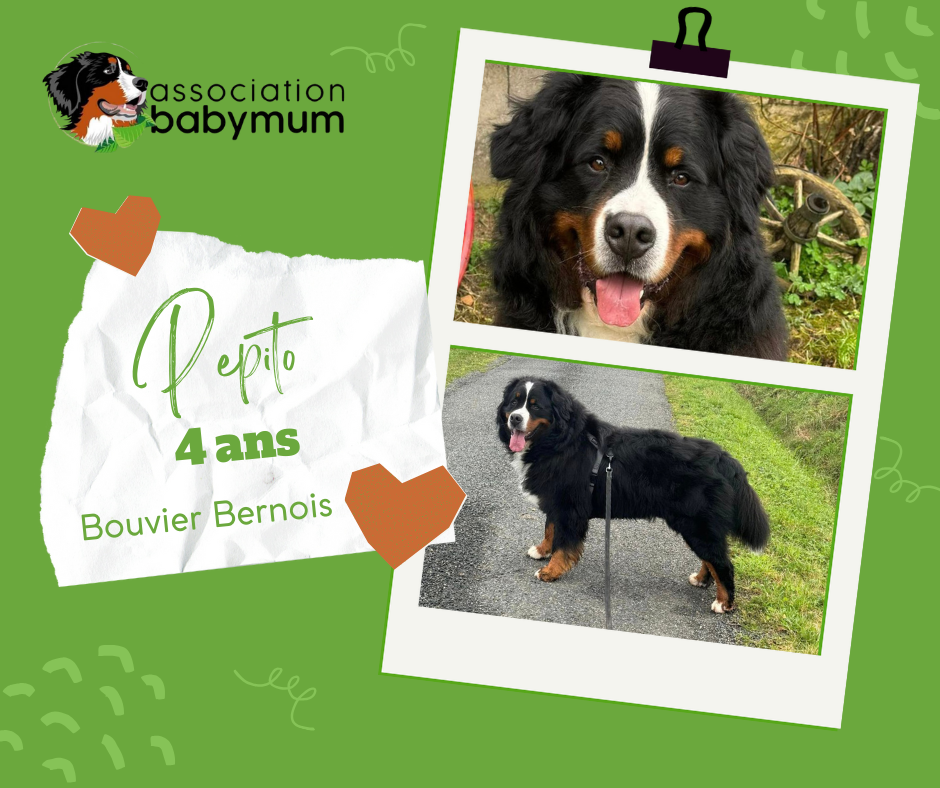 ADOPTE LE 08/06/2024