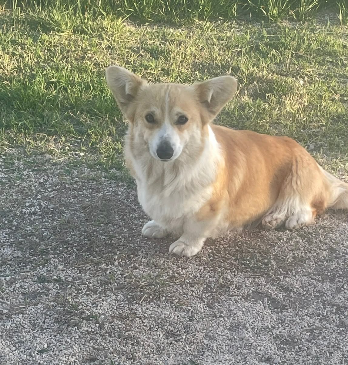 APPLE ADOPTEE LE 04/04/2026