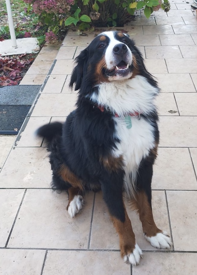 STAN ADOPTE LE 21/11/2024