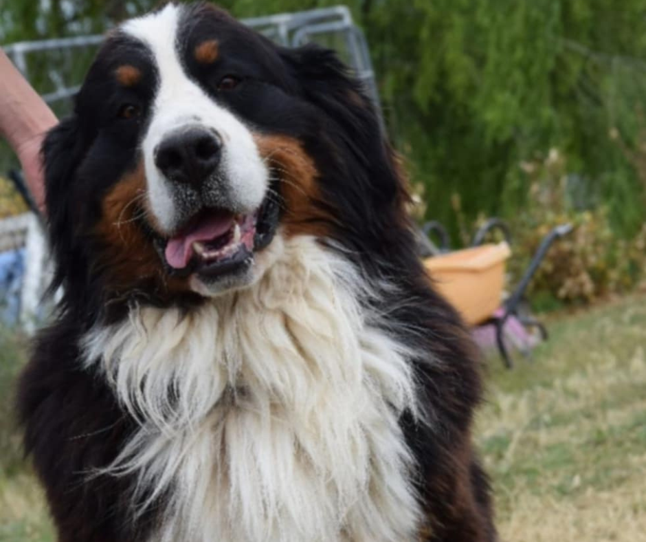 SCARLIGHT ADOPTE LE 25/04/2025