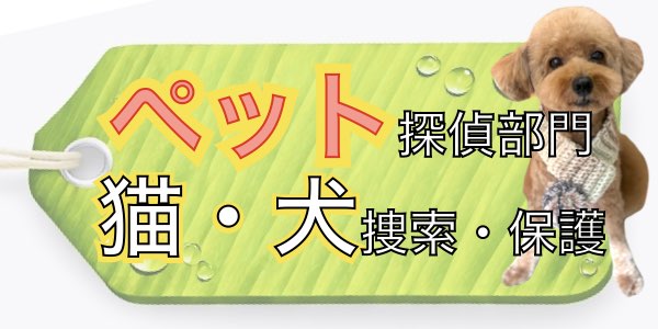 猫が逃げた！今すぐやってほしい飼い主の初動3選【横浜】