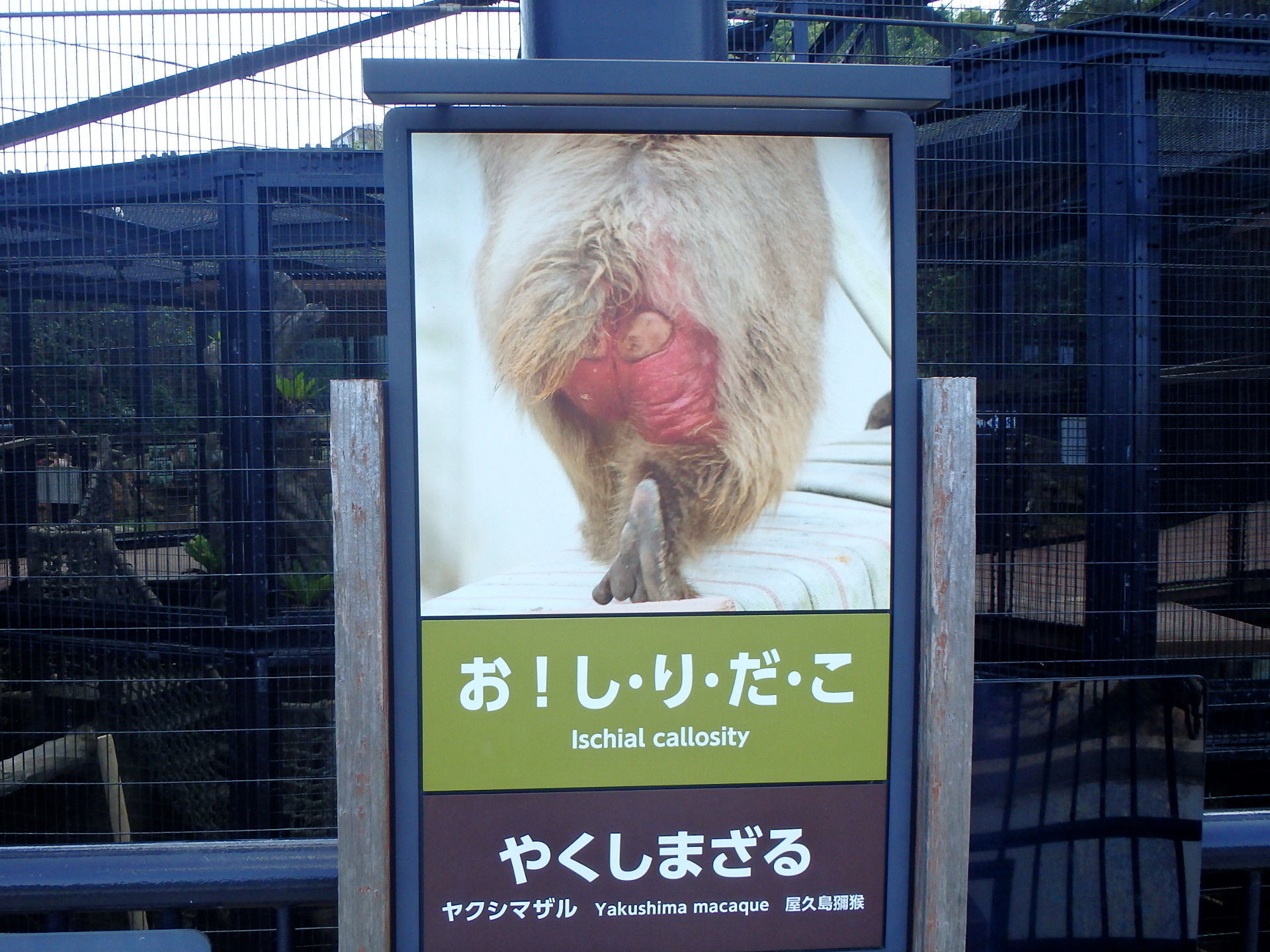 人生に疲れたら沖縄こどもの国のサル舎に行け！明日の心配は明日の自分にさせればよい。