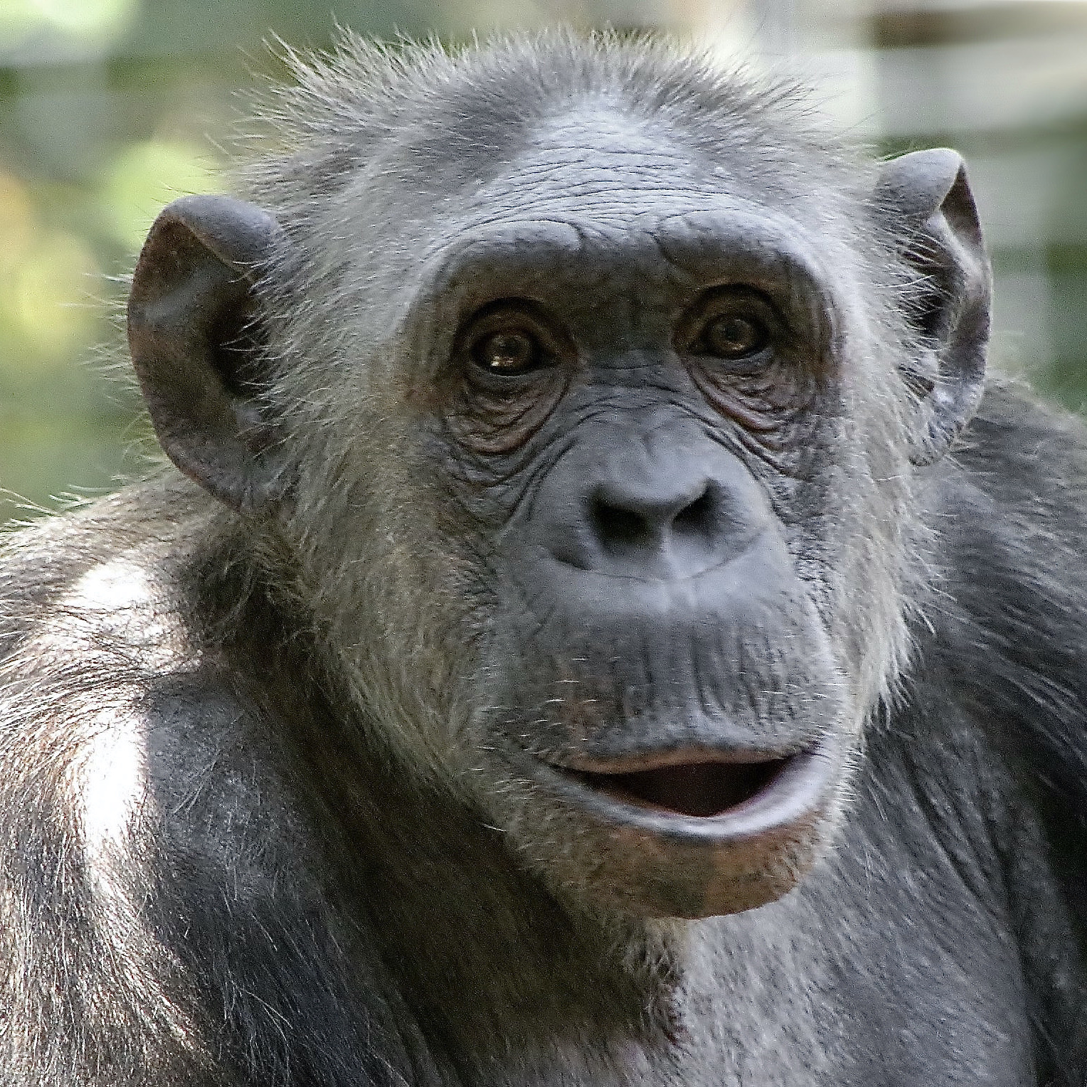 Negine, geboren 2001 im Leintalzoo | Foto: (c) Siggi Nobel