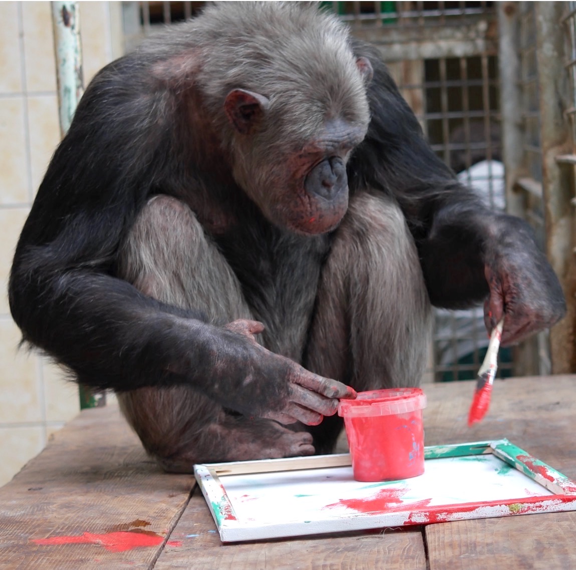 Zwei von vielen: Handaufzucht Bea, geboren 1995 im Leintalzoo.