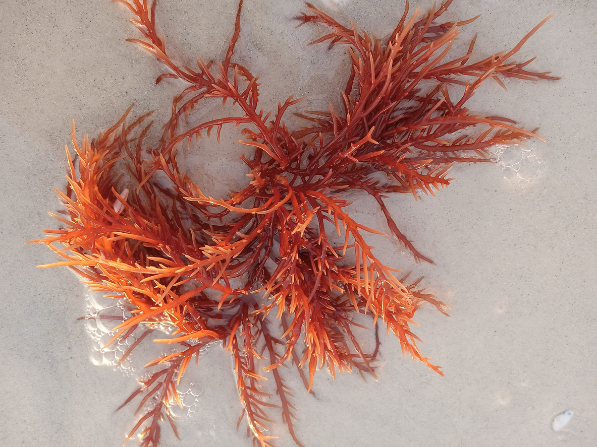 DULSE-ALGE - SUPERFOOD & WÜRZPERLE AUS DEM MEER