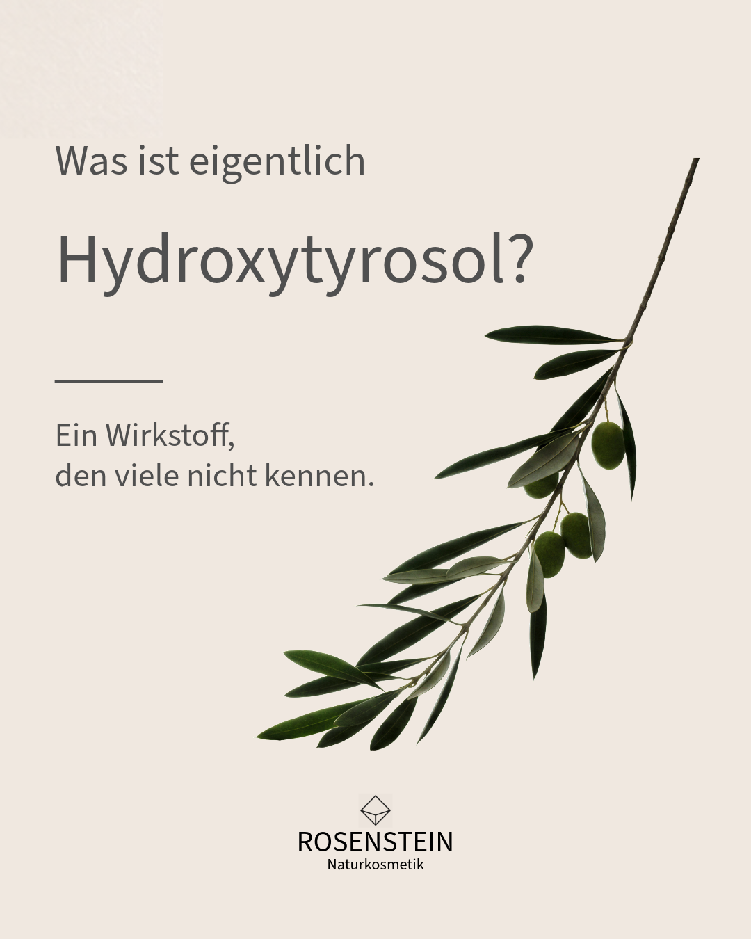 Hydroxytyrosol: Antioxidativer Oliven-Wirkstoff