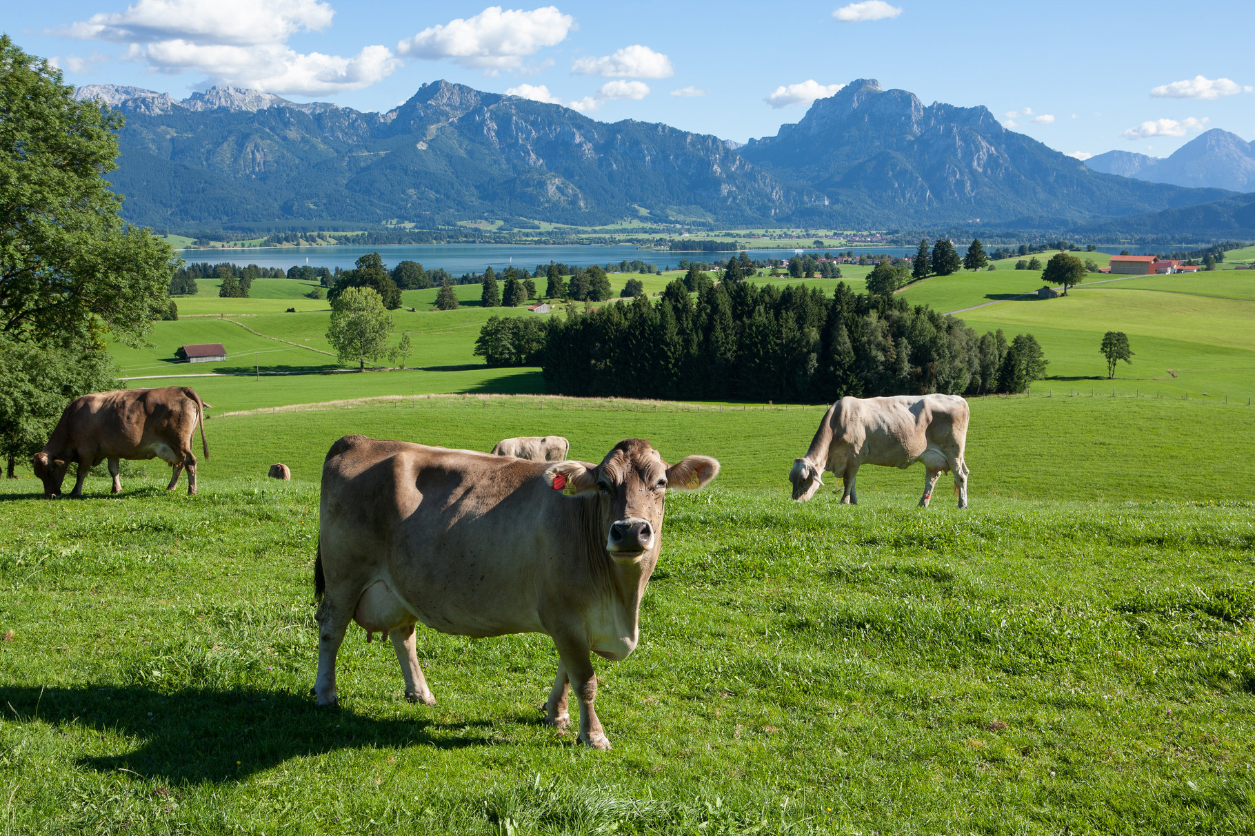 Hochbeete aus dem Allgäu