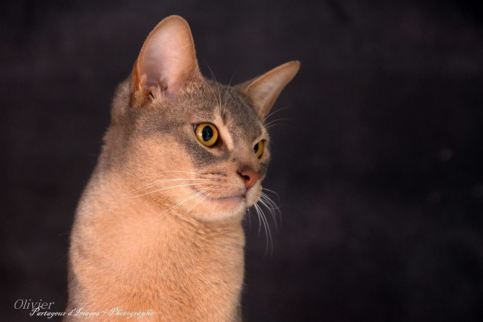 Jethro , dit Millow, en Belgique 
