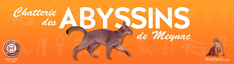 Chatterie des Abyssins de Meynac