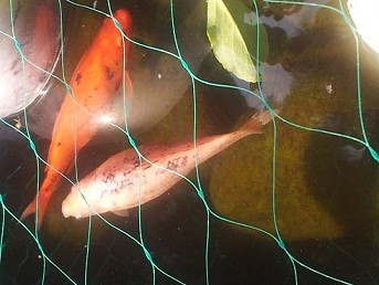 schwarze Flecken bei Goldfischen marinareiner