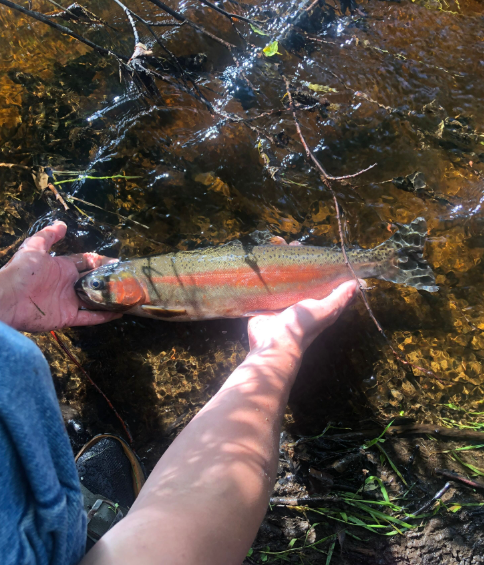 Une truite arc-en-ciel dans une rivière sauvage de Colombie-Britannique