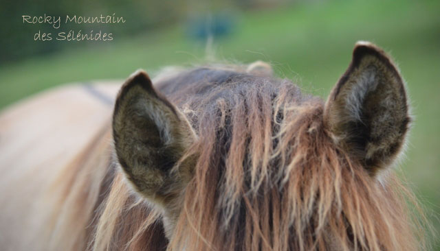 oreilles de rocky mountain horses, ears, audition, écouter, comportement