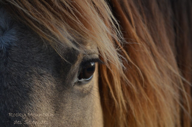 rocky mountain horses yeux oeil regard photographie images
