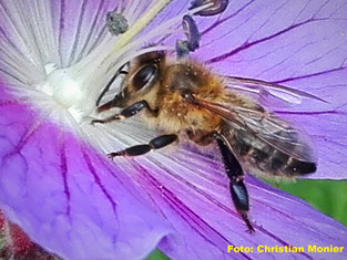 Honigbienen sammelt Nektar vom Storchenschnabel