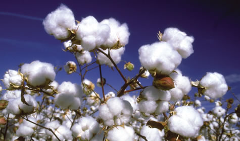 kleine baumwolltaschen