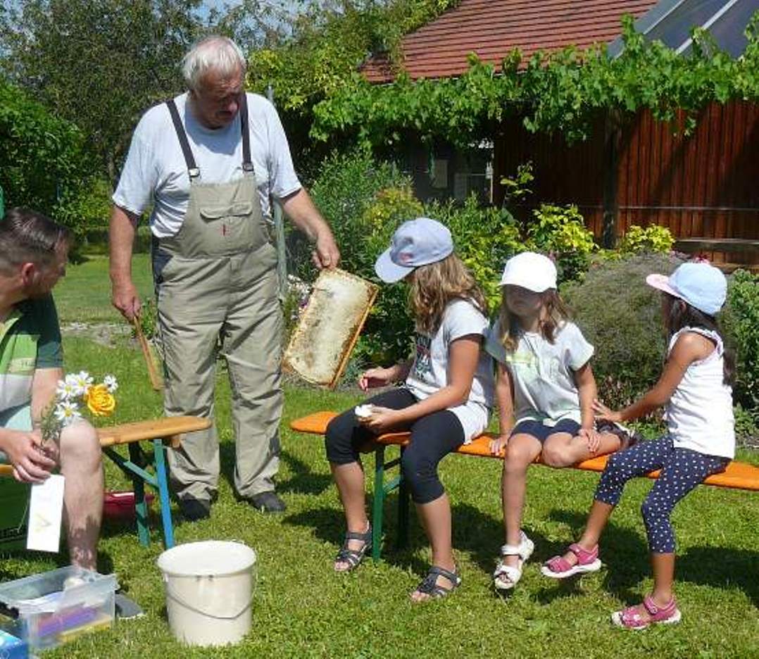 Von der Blüte zum Honig - hier ist ein Wabe zu sehen