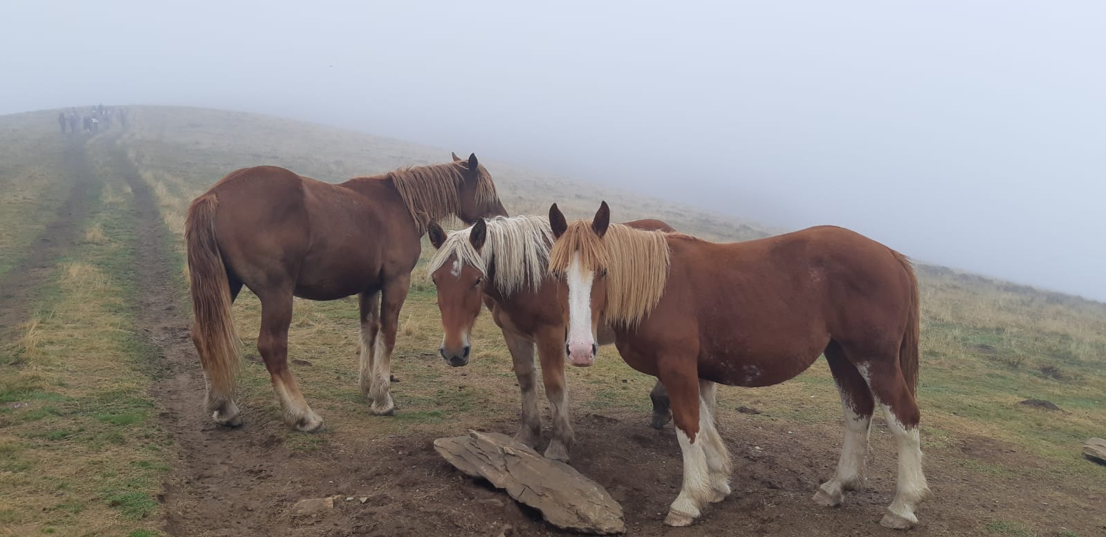 rencontre avec qq chevaux