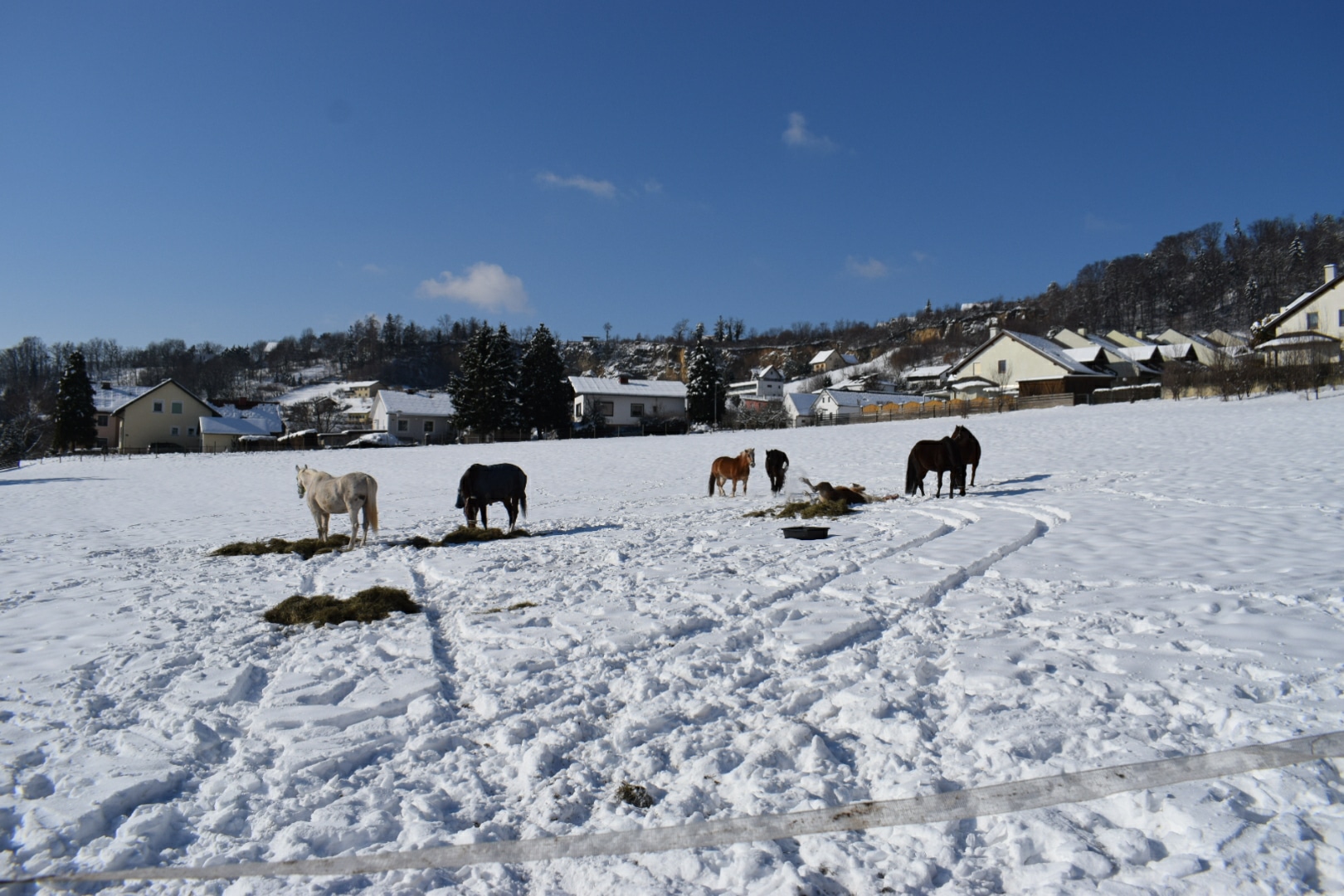 Abgeflachte Weide im Winter mit Heugabe
