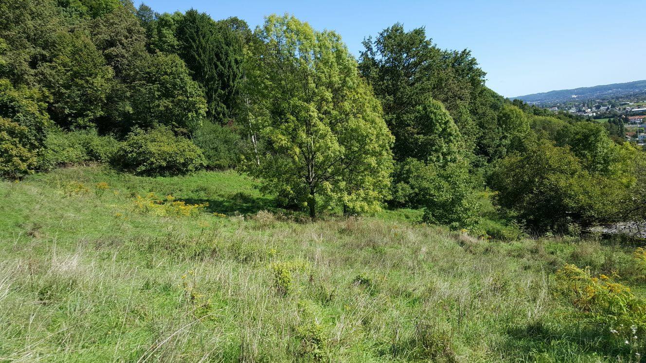 Ebenfalls ein Teil der großen Bergweide