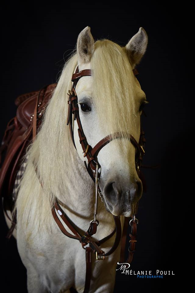bride à cheval - Traduction anglaise