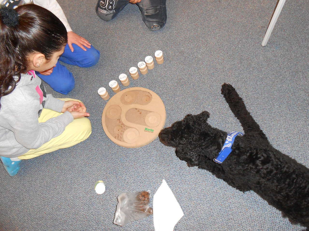 Schulhund Enno bei der Arbeit 3