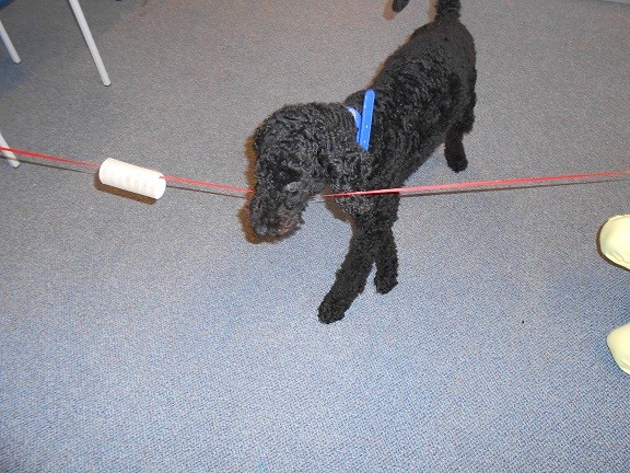 Schulhund Enno bei der Arbeit 1