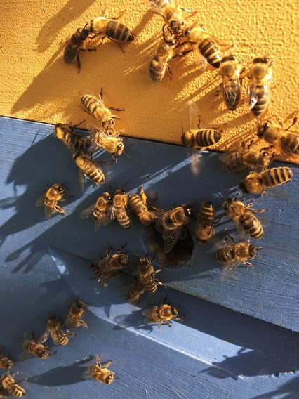 Wir sehen Bienen, die aussen auf dem Bienenstock krabbeln und in den Bienenstock hinein- und herausgehen.