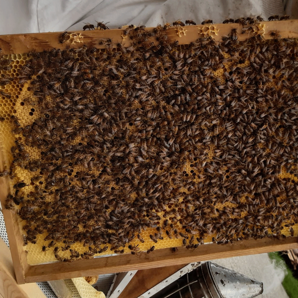 Das Bienenvolk im Juli