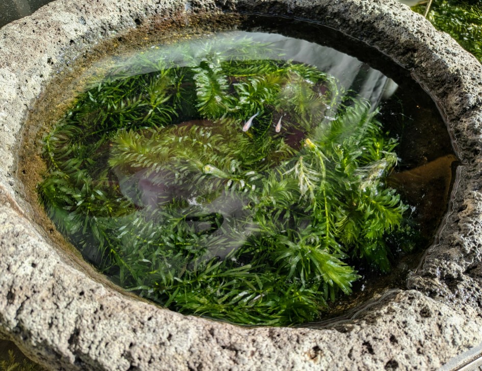 休日散歩