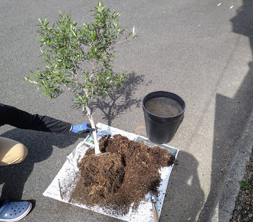 3度目の植え替え