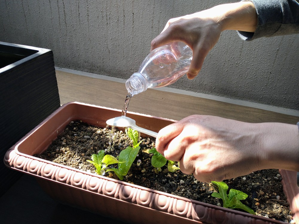 植物に季節を感じます