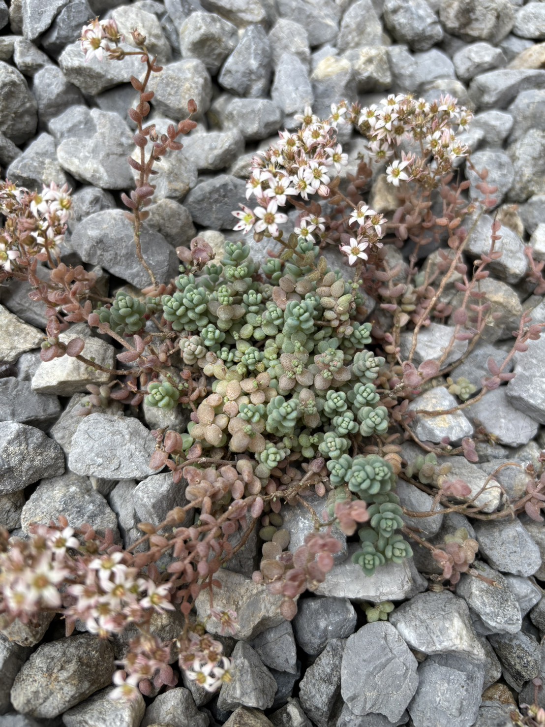 庭に突如現れた多肉植物…いったい君はどこから？