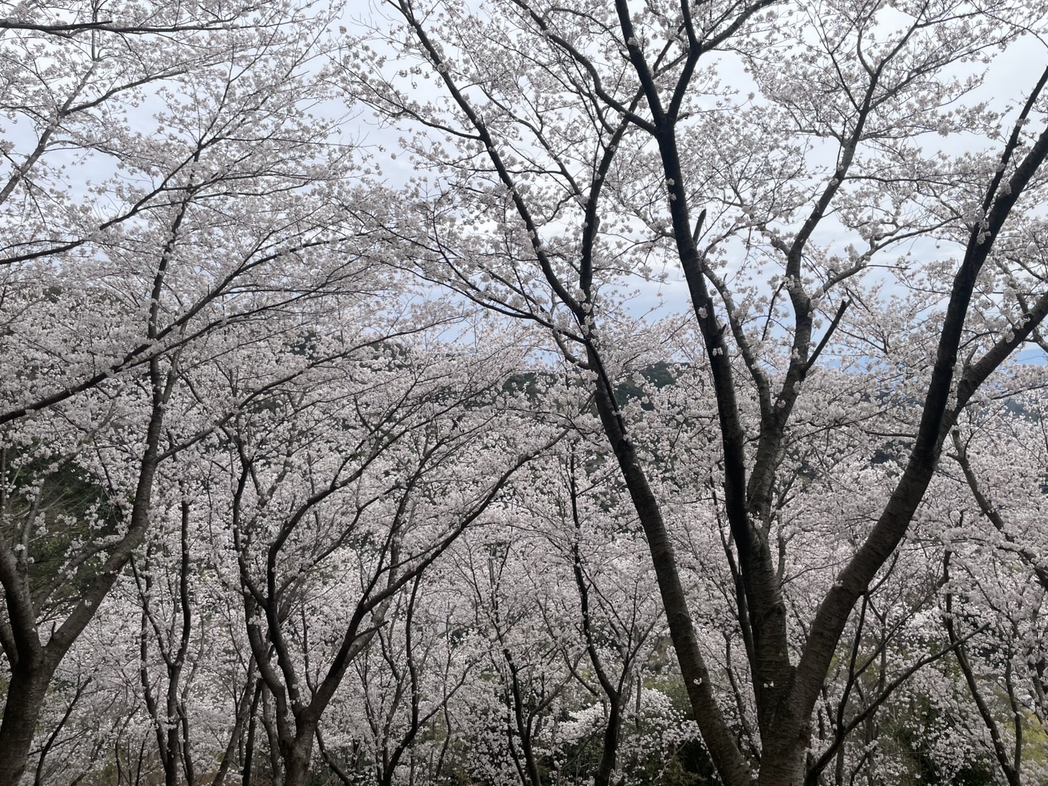 桜の季節