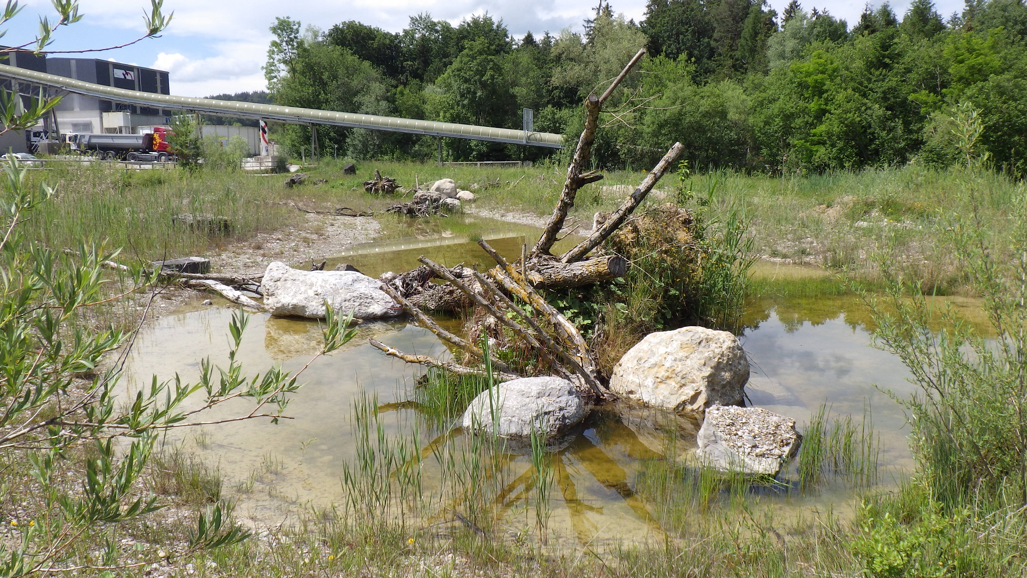 Radwegweiher mit Versteckstrukturen für Larven und Metamorphlinge