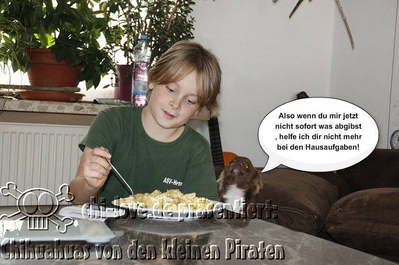 Piraten-Cartoon auf Chi-Love.de präsentiert: Chihuahuas von den kleinen Piraten "Hausaufgaben"