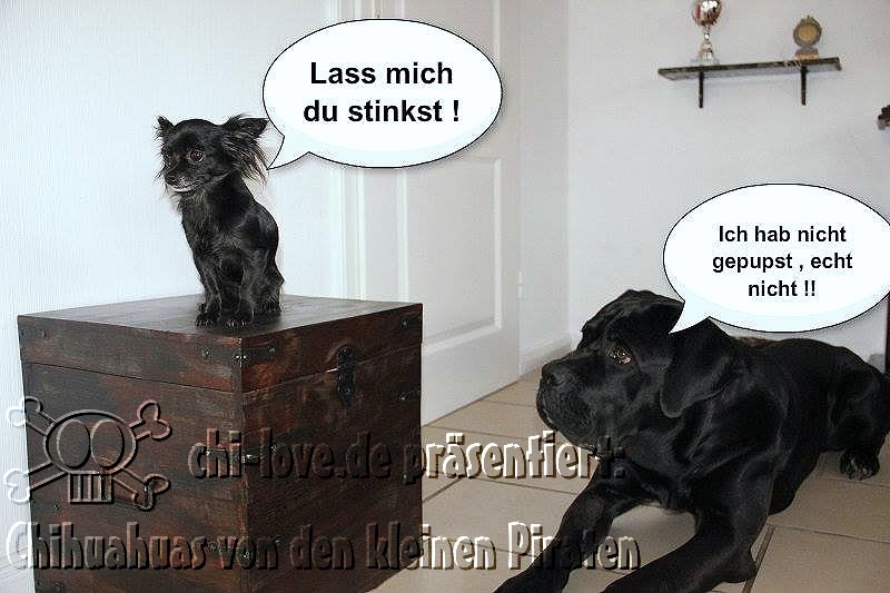 Piraten-Cartoon auf Chi-Love.de präsentiert: Chihuahuas von den kleinen Piraten "Lass mich, Du stinkst!"