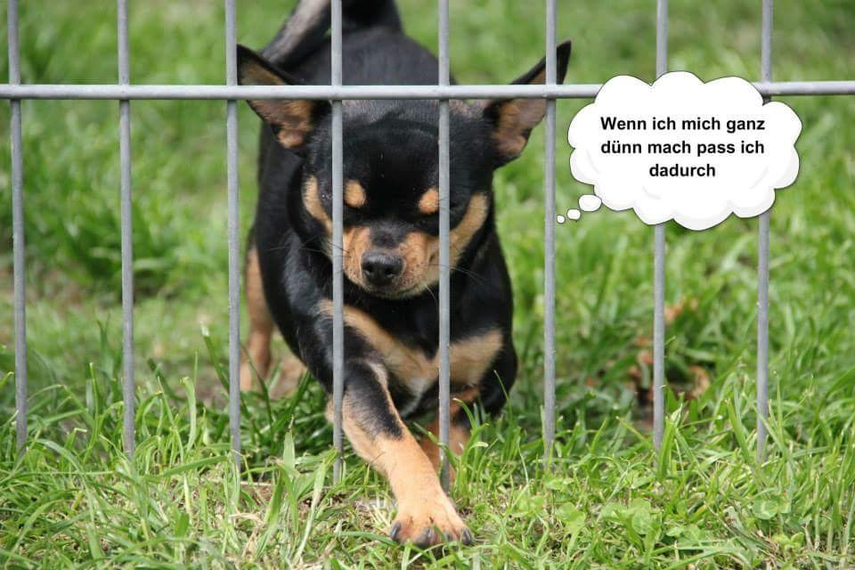 Chi-Love.de präsentiert: Chihuahuas von den kleinen Piraten. Heute: Terry hinter Gittern 