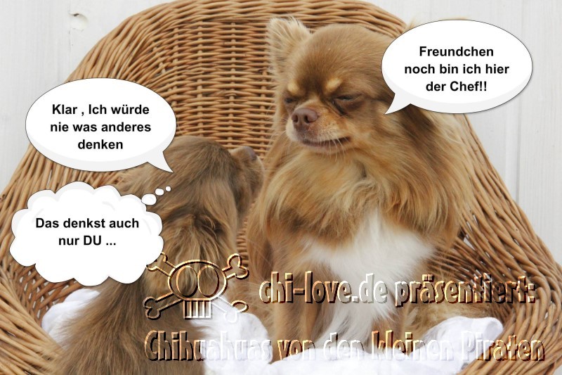 Piraten-Cartoon auf Chi-Love.de präsentiert: Chihuahuas von den kleinen Piraten "Wer ist hier der Boss?"