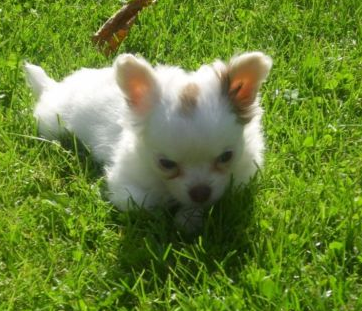 Chi-Love.de | Swiffer Chihuahua | Ein Welpe zieht ein | Swiffers kleine Schwester 