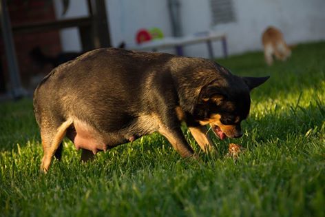 Chi-Love.de | Trächtigkeit und Geburt beim Chihuahua