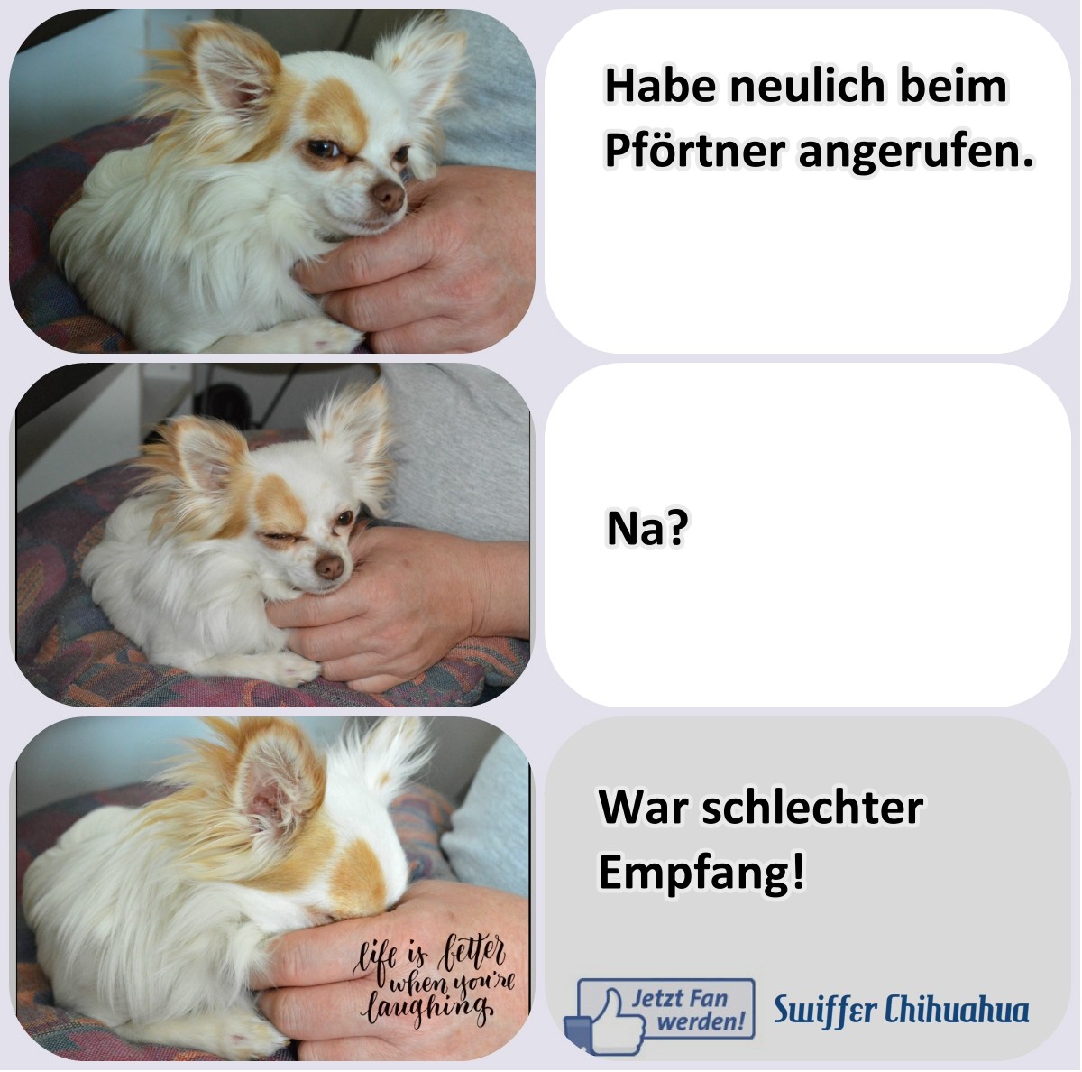 Chi-Love.de  | Flachwitze | BLOG | Magazin | Swiffer Chihuahua