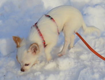 Chi-Love.de | BLOG | Magazin | Chihuahuas im Schnee | Schneeparade 2016