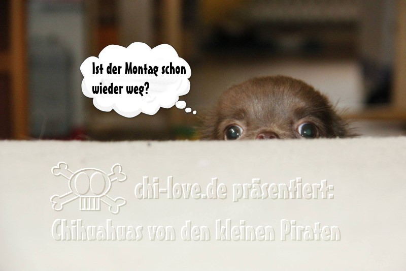 Piraten-Cartoon auf Chi-Love.de präsentiert: Chihuahuas von den kleinen Piraten "Ist der Montag schon wieder weg?"
