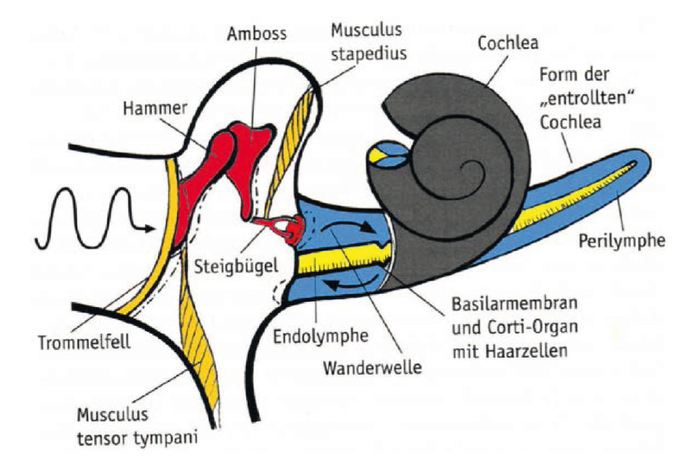 Fig. 1. Middle ear muscles and transmission of sound waves to the inner ear and hair cells.