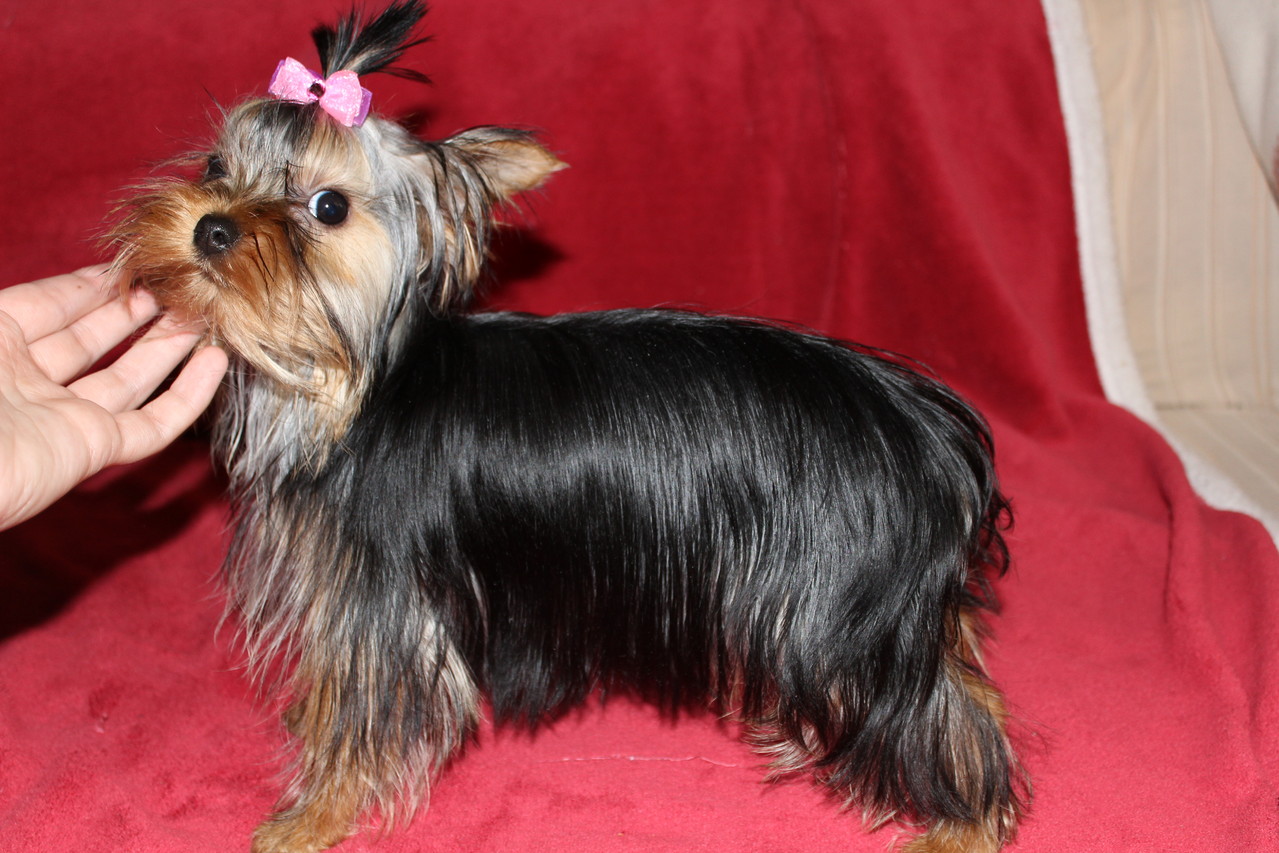 los yorkies nacen con cola larga