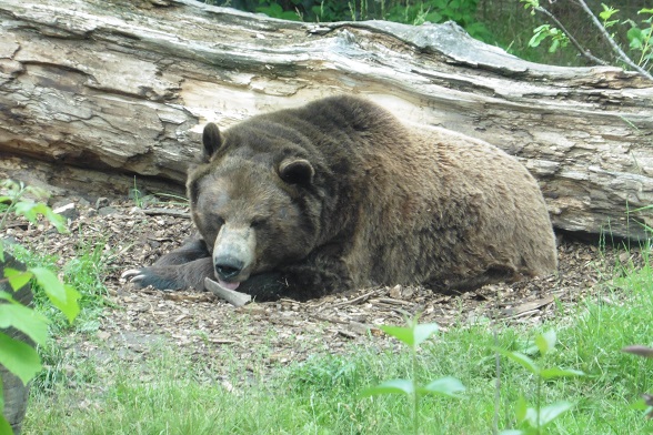 Calgary Zoo - Bär