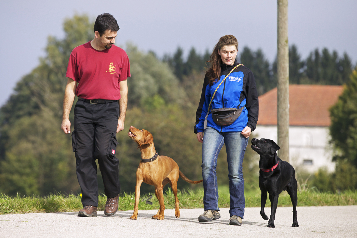 hund erziehen ohne hundeschule