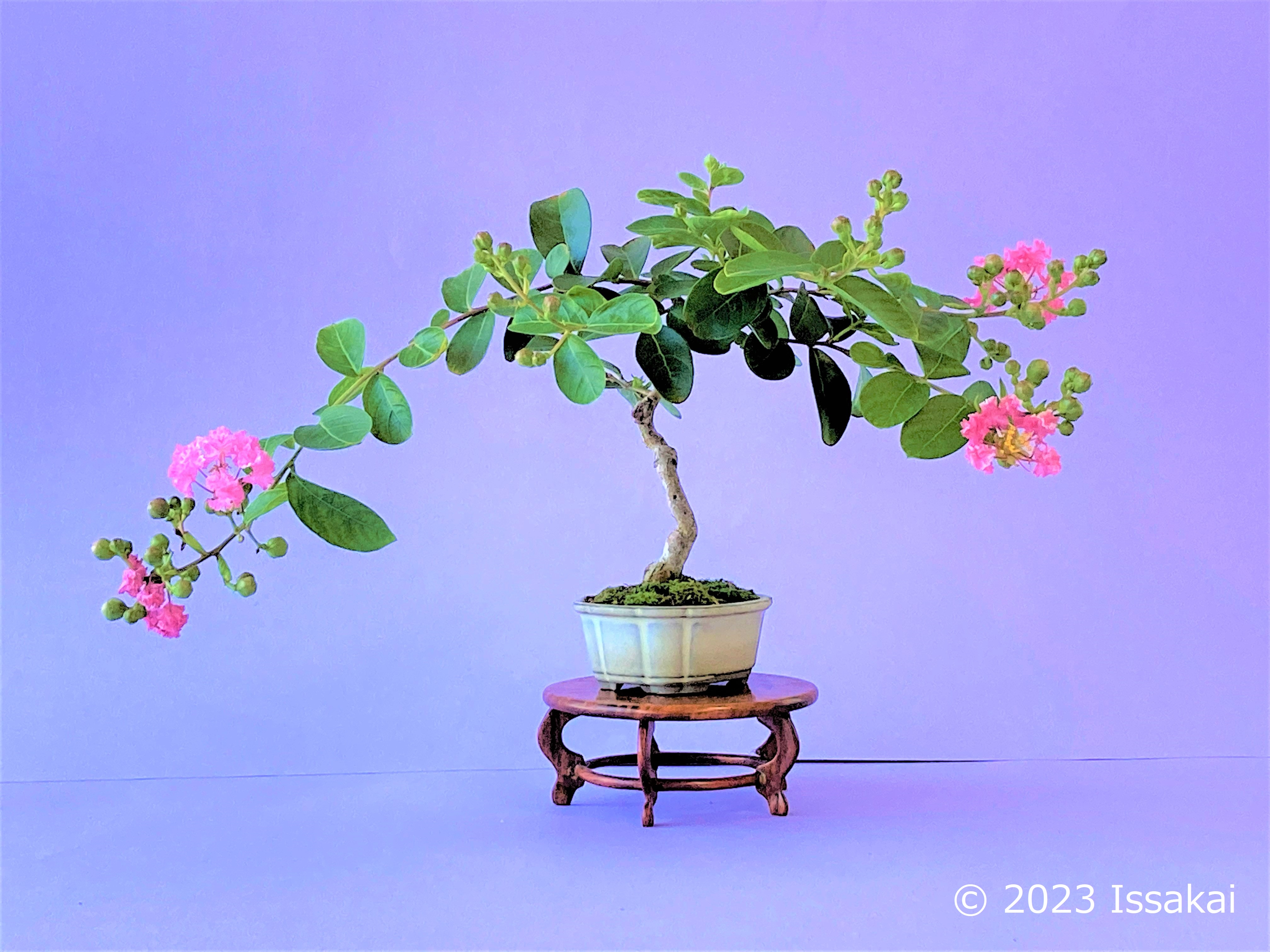 横浜小品盆栽 一砂会 - 横浜小品盆栽 一砂会