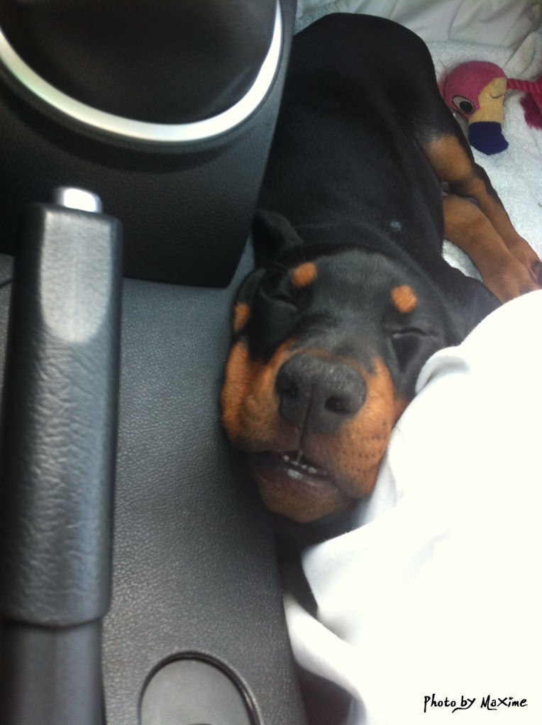 J'ai sommeil, laissez moi dormir LOL
