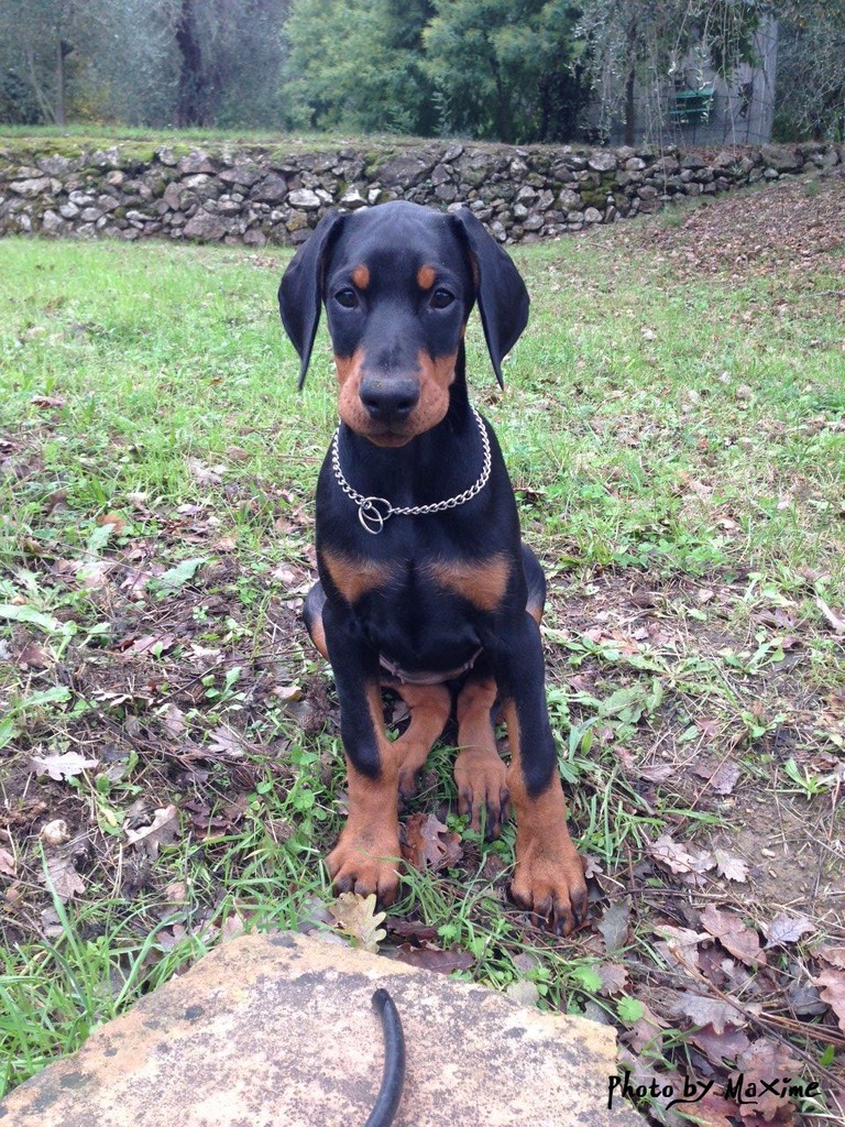 INDY DAAHONY DELLA GUARDIA NERA